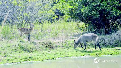 Photo of National Parks in Nigeria